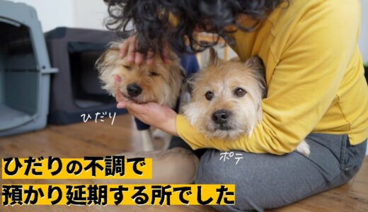 保護犬チャーリーの預かり直前にトラブルが起きた件