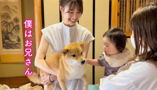 初めて犬を見た赤ちゃんに優しく接する柴犬が愛しすぎた