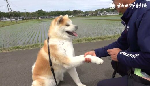 【秋田犬新聞】イモトアヤコさんに抱っこされた犬は今…