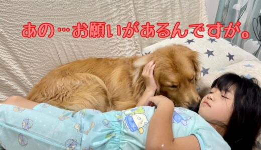 ヨシヨシされながらの添い寝をおねだりする甘えん坊の大型犬クッキー【ゴールデンレトリバーとミニチュアダックスフンド】