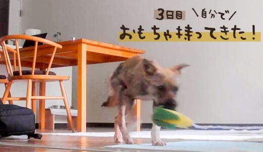 牧場に捨てられてた犬との生活3日目 自分でおもちゃを持ってきました