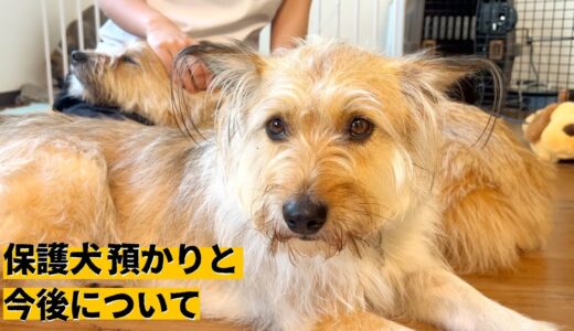 【重要】今後の動画と犬を預かる件のおしらせ