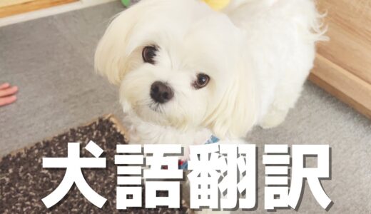 犬語がわかるおもちゃで犬の本音を覗いてみた結果がこちらです【マルチーズ】