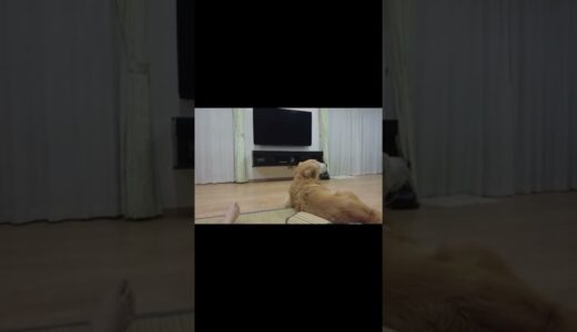 【テレビ大好き】食後のテレビ鑑賞～。大型犬ゴールデンレトリバー　Ｇolden Retriever♯Shorts