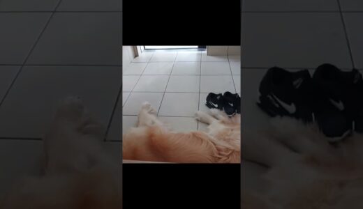 【睡魔】散歩より睡眠（笑）　大型犬ゴールデンレトリバー　Ｇolden Retriever♯Shorts