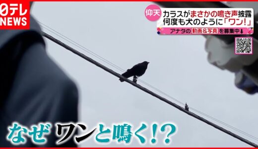 【カラス】まさかの鳴き声披露  何度も犬のように「ワン！」