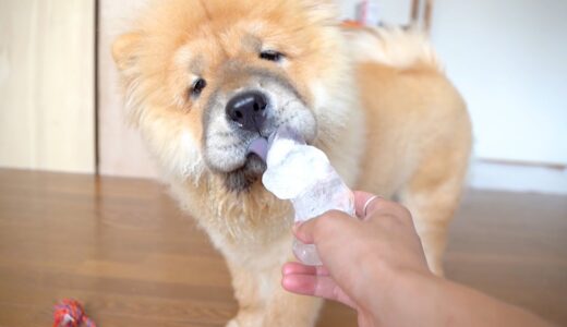 初めて氷を見たチャウチャウ犬の反応がw