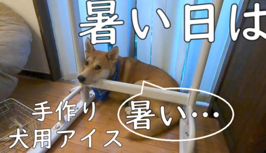 暑い！ワンジローのために犬用アイスを手作り！