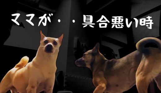 犬が具合の悪いママを見たら・・感動