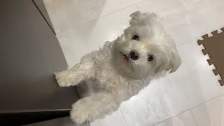 うちの犬が早朝から吠えまくって困っています【マルチーズ】