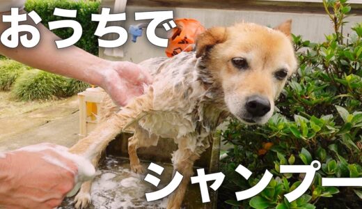 家族の容赦ない犬の洗い方www【田舎暮らしの日常】