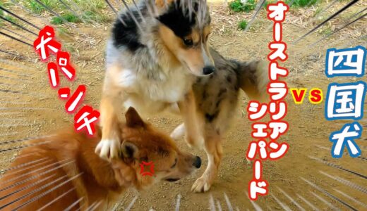 【犬社会勉強】オーストラリアンシェパード🆚四国犬