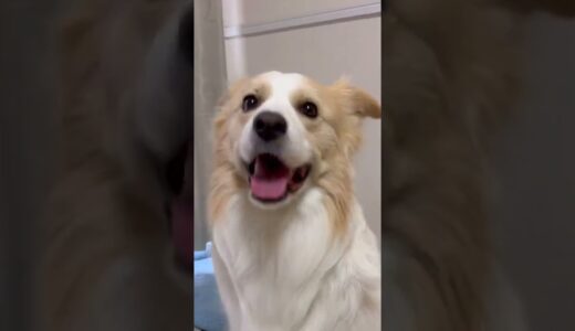 一度見たら癖になる犬の動画（笑）【ボーダーコリー】#shorts