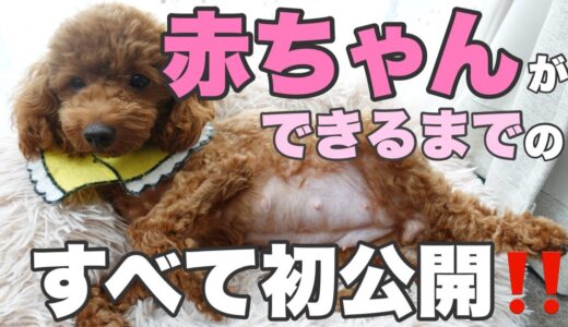 【初公開犬交配動画】妊娠しました‼ヒートから交配ー妊娠中のお腹！子犬は何匹⁉︎初公開します！