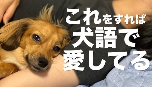 飼い主が犬にすれば犬語で「愛してる」と伝えているに値する行動