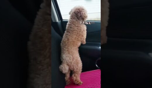 犬が車窓から顔出して喜ぶやつ、やらせてみたら…