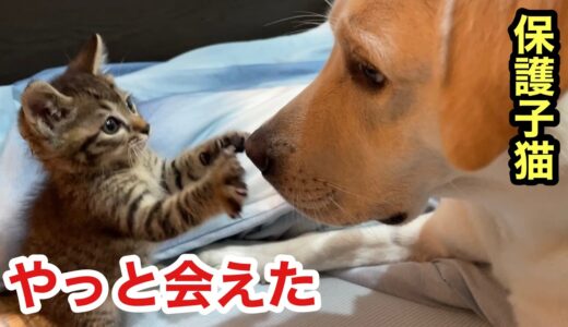 やっと再会ご対面！保護子猫への先住犬猫反応がかわいくてほっこりします