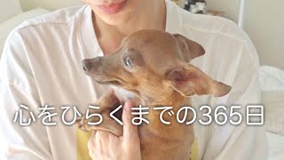 【傷だらけの保護犬】怯える小さい子鹿犬が心を開くまでの365日【ミニピン】