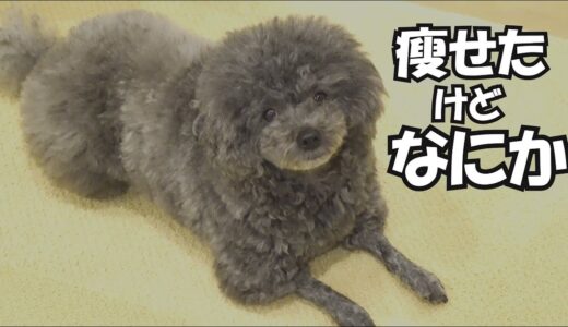 犬が痩せてきたのには理由がありました