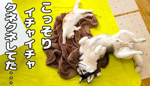 突然帰宅したら子猫とハスキー犬がイチャイチャクネクネしてたんですが...笑