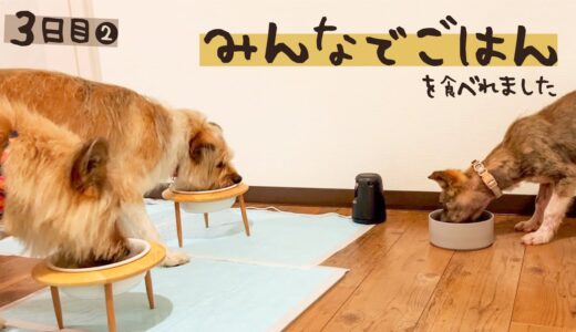 牧場に捨てられてた犬との生活3日目②距離が近づきました