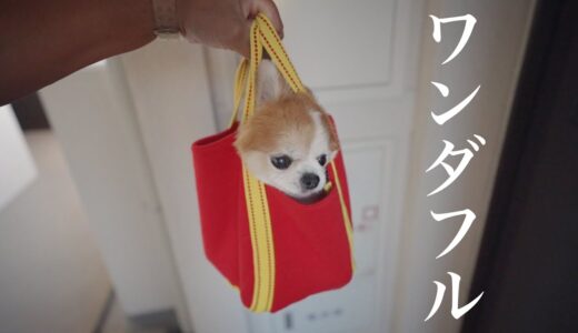 なんでも瞬時に受け入れてしまう老犬チョッピさんｗｗｗｗｗ