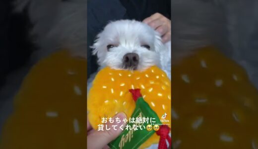 #shorts  基本的にケチ犬なんです🥹🥹【マルチーズ】