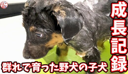 【子犬　子猫　保護犬】野犬の仔犬　成長記録