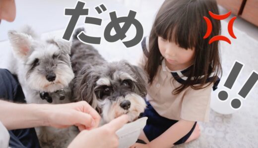 【犬と子供】3歳娘のつみ木を倒してしまい叱られる犬【シュナウザージジトト】