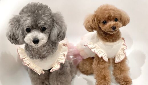 可愛い犬たちに5万円分貢いだらさすがの仕上がりだった…！【トイプードルのコロン】