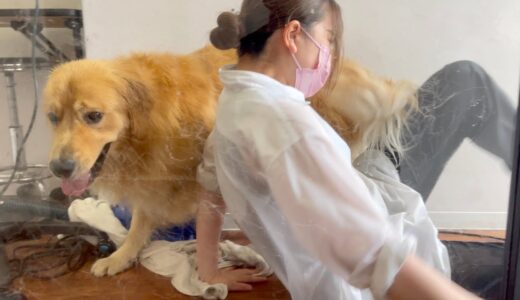 【大惨事】トリミング室で大型犬vsトリマーのバトルが始まった・・・