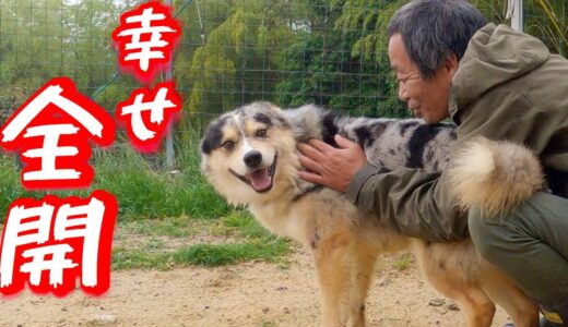 ネグレクトにあい心を閉ざした保護犬の末路