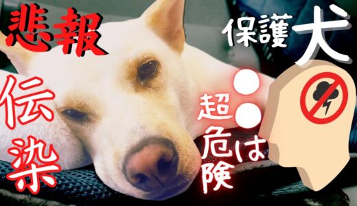 飼い主の〇〇が虐待で怯えた犬には超危険！