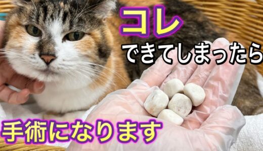 【閲覧注意】犬も猫もこうなる前に気付けるサインがあります【犬と猫の膀胱結石】