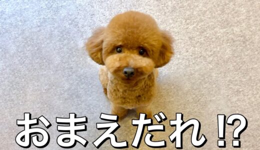 知らない犬が家に迷い込んできた。【トイプードル】