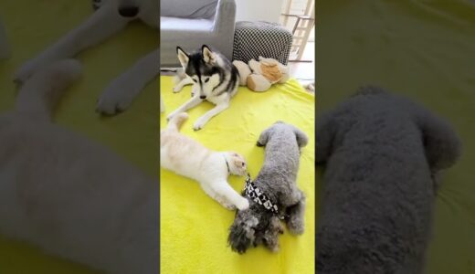 突然の犬の発作に心配する猫がこちら…#shorts