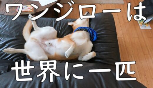 「保護犬は止めとけ」という動画を見て思ったこと