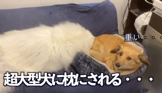 機嫌の悪い日は超大型犬の妹に枕にされる小型犬の兄