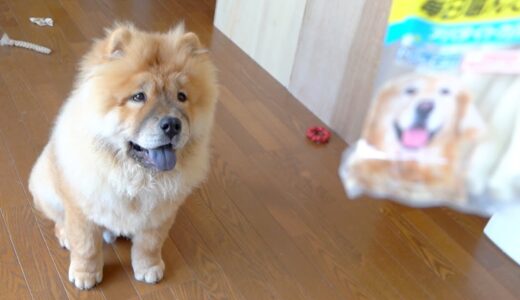 おやつが見えると急にシャキッとするチャウチャウ犬