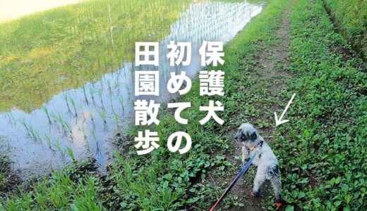 保護犬、田園をいく。姉犬と少し近づく。