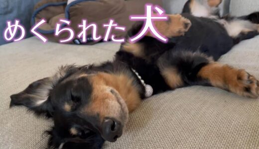 めくられた犬。晒された犬。緊急で動画回してます。【ミニチュアダックスフンド】