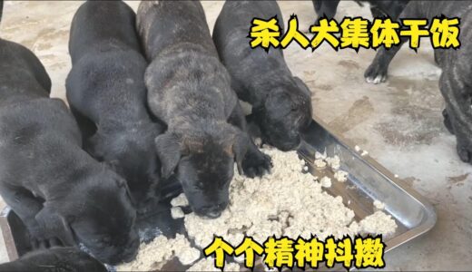 32天的杀人犬凶猛如虎，一盆狗粮眨眼就被抢完，不愧是禁养犬