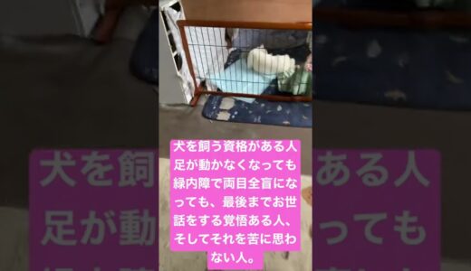 犬を飼う資格がある人