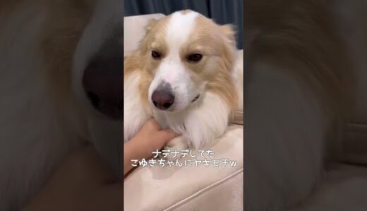 ねんねしてって言った時の犬の行動が可愛すぎて気絶寸前!?【ボーダーコリー】#shorts