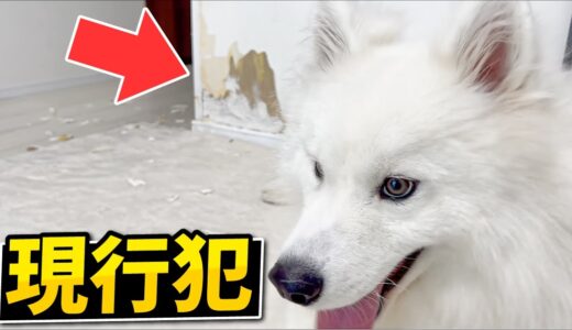 イタズラがバレた時の犬の反応。壁をバリバリ破壊したサモエド。飼い主の宿命…。