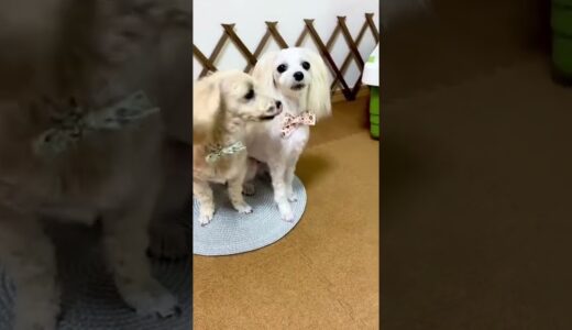 【犬 災害時のために】ケージに慣れてもらいました✨#shorts #犬 #ペット #おしゃべりペット