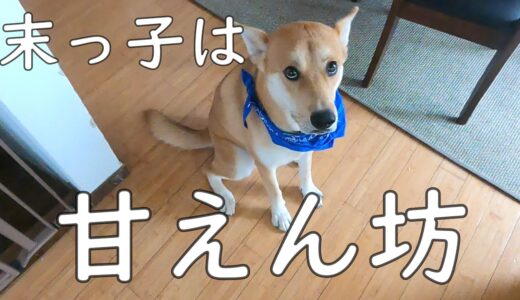 すっかり甘えん坊になった保護犬ワンジロー