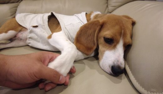 冷蔵庫を開けると飛んでくる姿が可愛いビーグル犬