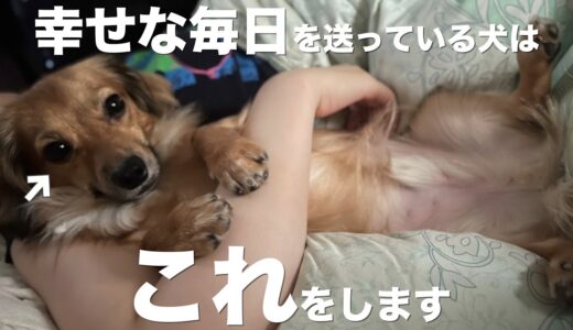 幸せな毎日を送ってる犬はこれをしてきます。