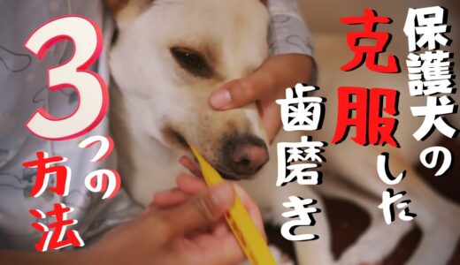 【歯磨き】をしたことがない保護犬が克服した!?「３つのやり方」竜之助が大変なことに・・